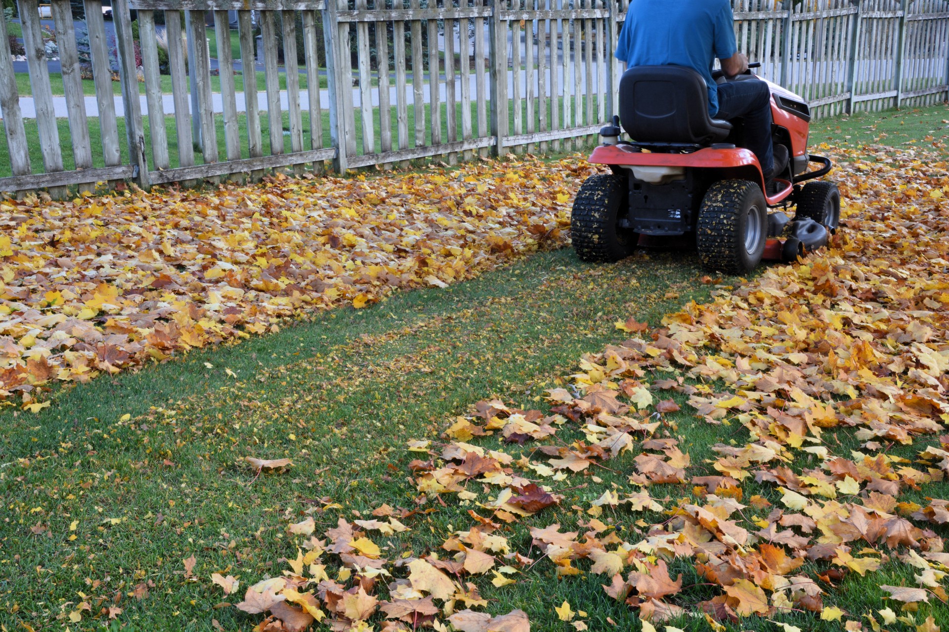 Lawn tractor mulches leaves into the lawn.