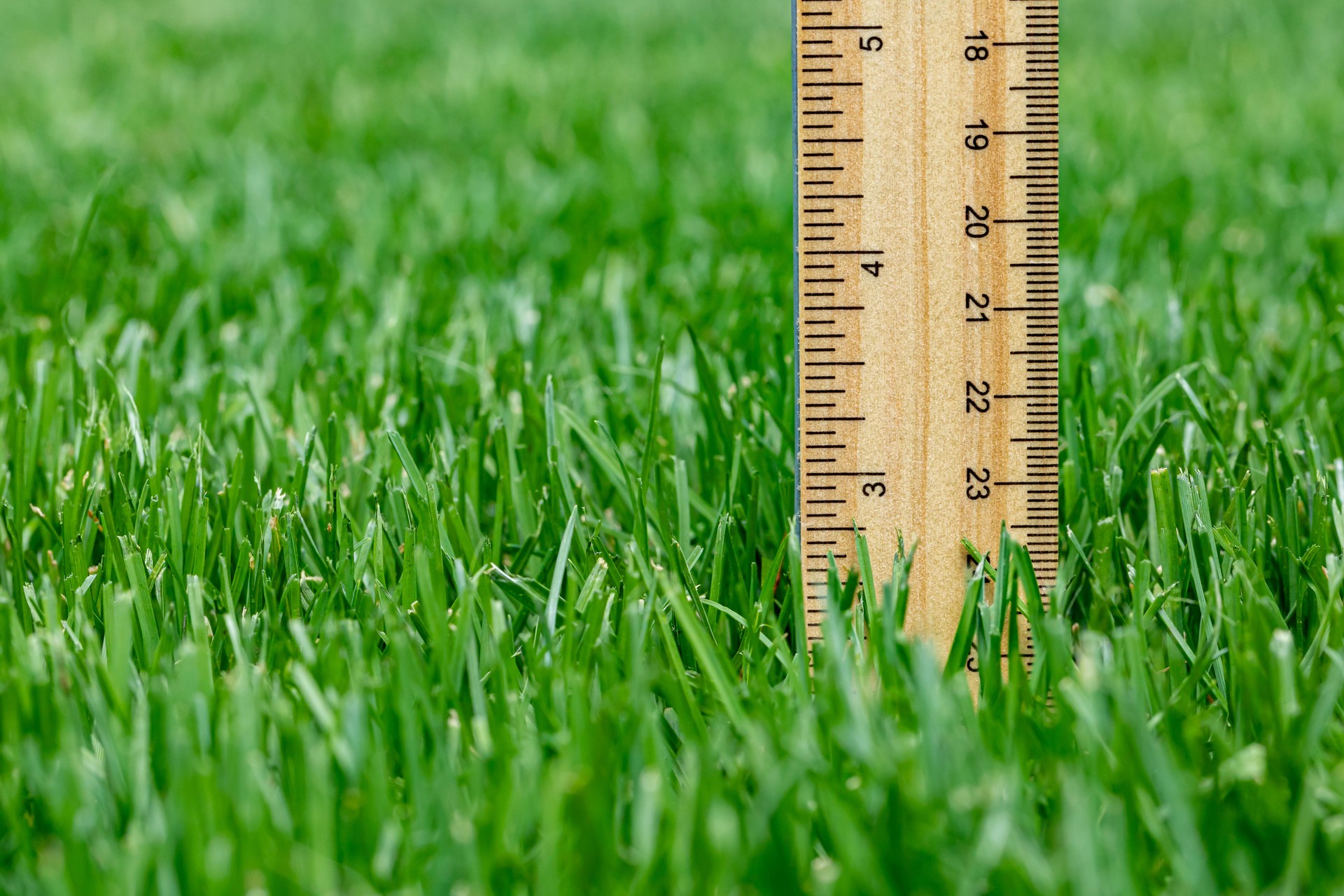 Measuring height of grass in lawn. Lawncare, mower cutting height, and healthy lawn concept.